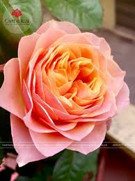 Product Info Image 1